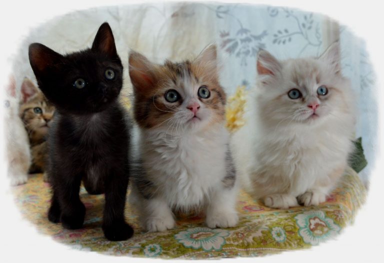 Munchkin Kitten Adoption Napoleon Cats for Sale in Iowa Picket